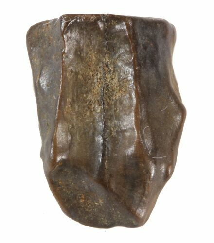 Partial Triceratops Shed Tooth - Montana #41316